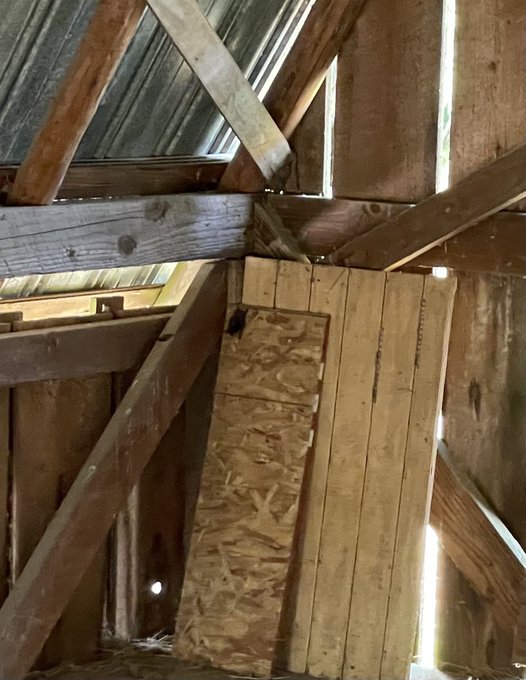 Workin in the barn that is nowhere near Folsom st, but I did make a new friend who likes to hang upside<a href="/tag/derpface"class="tags"><span>#derpface</span></a><a href="/tag/dramaticdog"class="tags"><span>#dramaticdog</span></a>