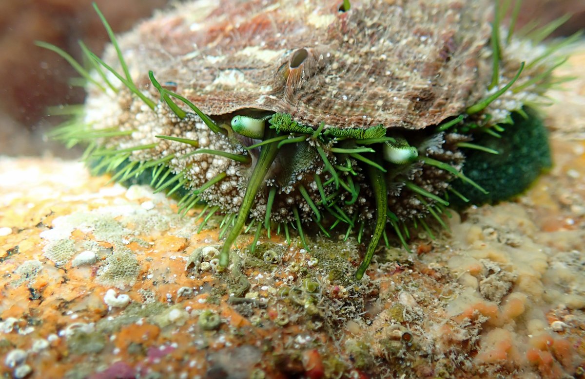 NicolasJouault's tweet photo. Close up of an #Ormer (Oreille de mer) - Haliotis tuberculata @PorcupineMNHS @thembauk https://t.co/PUCFu2X8t7