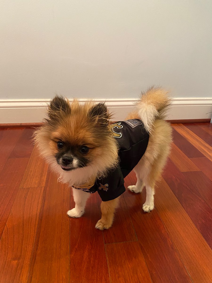 NyteKit's tweet photo. Loki and I came as ready for this game as our #Saints did! Always in my 41!
#saintsgameday #NFLSunday #pomsoftwitter #pupsoftwitter #saintspup https://t.co/kRWmKdMHuB