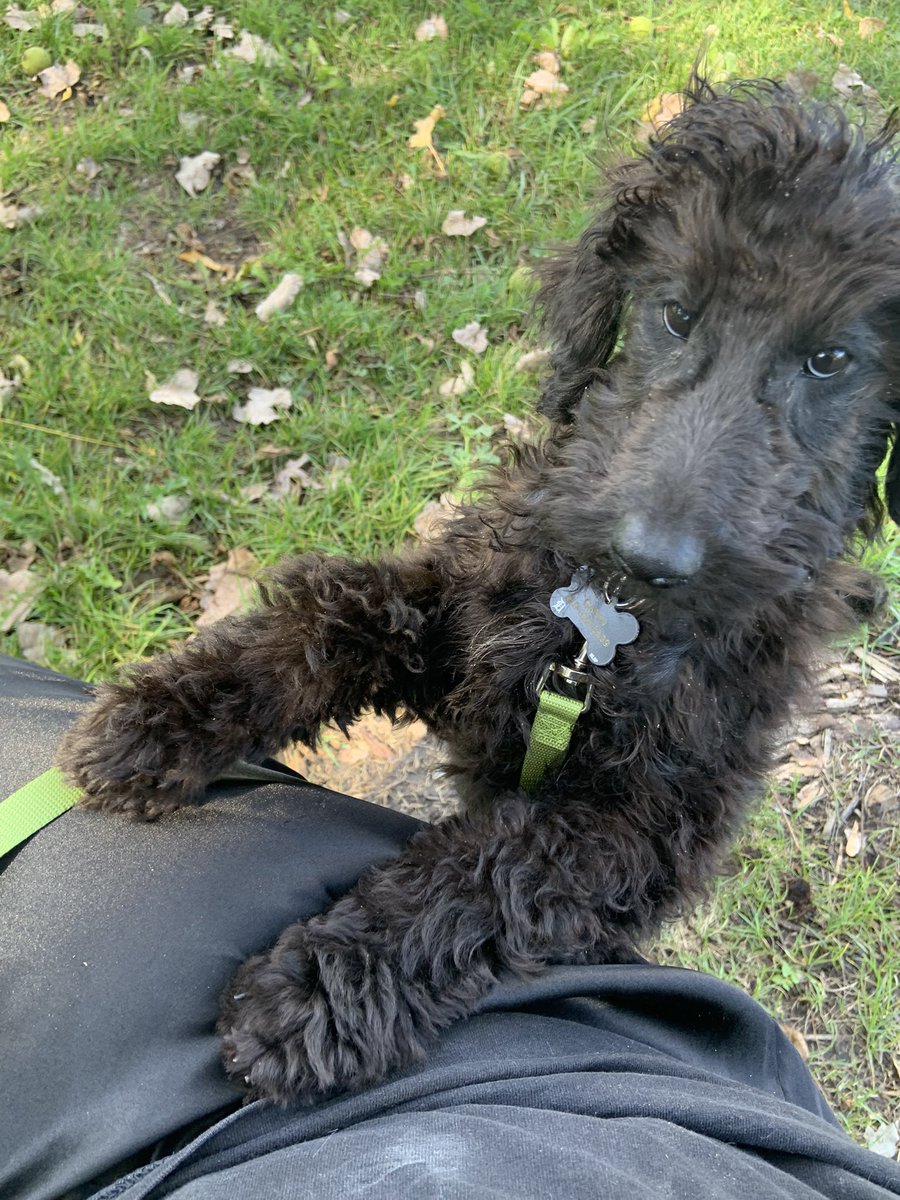 tinyfirebaIl's tweet photo. / replies will come soon !! i’ve been spending literally 90% of my time training my puppy and i’m so tired . have some cute pictures of my baby for tax !! https://t.co/Te7JCIJyfD