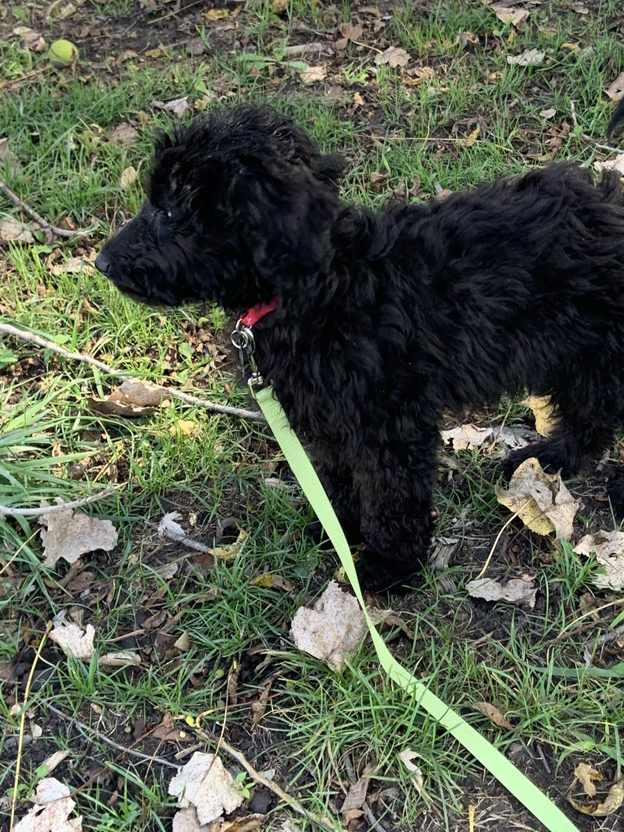 / replies will come soon !! i’ve been spending literally 90% of my time training my puppy and i’m so tired . have some cute pictures of my baby for tax !!