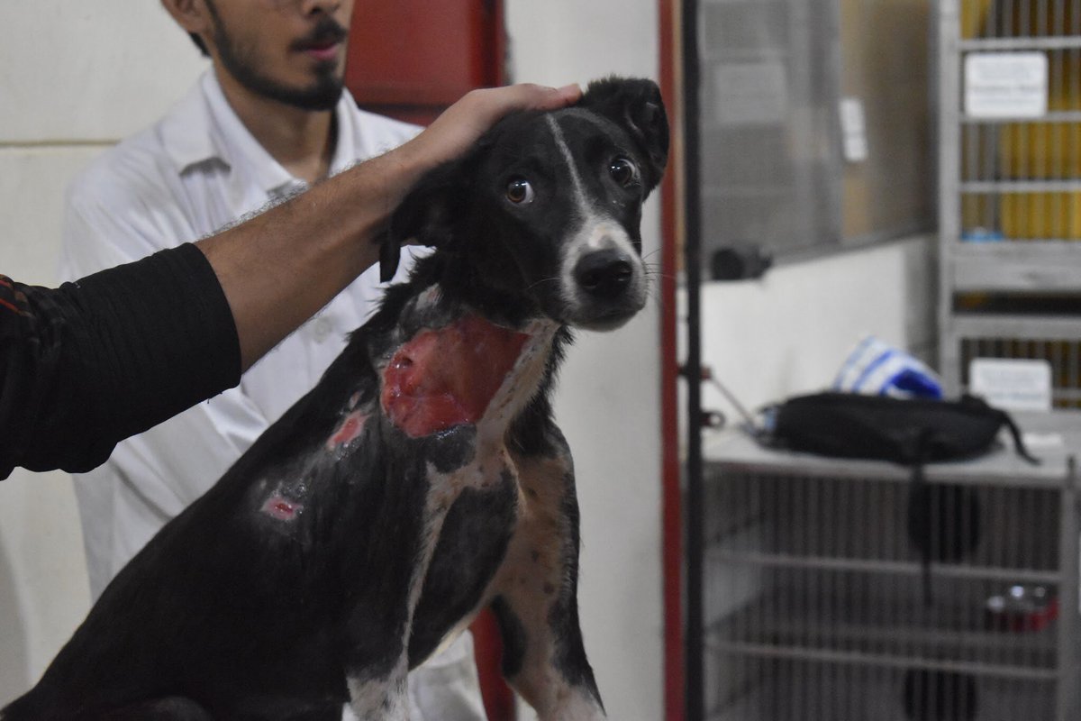 dogbus999's tweet photo. Last month we saw the animal community get together to help the dogs of Afghanistan, so we are sure that we will be able to raise funds for these 10 dogs. Please we would not ask if it was not urgent, we cannot do this without you https://t.co/B4l6ycPv5J
 #MissionAurora #Miracle https://t.co/Bk7po3T3d3