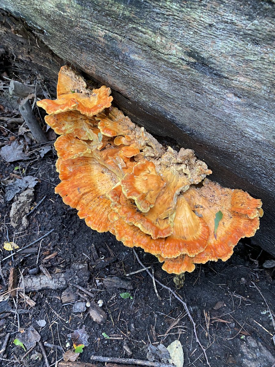 listenandsleep's tweet image. Any of our fans know what kind of #mushrooms these are? We spotted them on our fall walk. What have you spotted on your recent walks? #theinsomniaproject #sleepcast #mushroomHunting