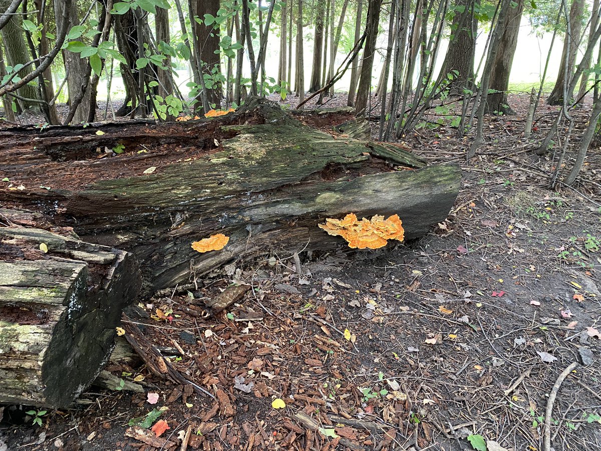 listenandsleep's tweet image. Any of our fans know what kind of #mushrooms these are? We spotted them on our fall walk. What have you spotted on your recent walks? #theinsomniaproject #sleepcast #mushroomHunting