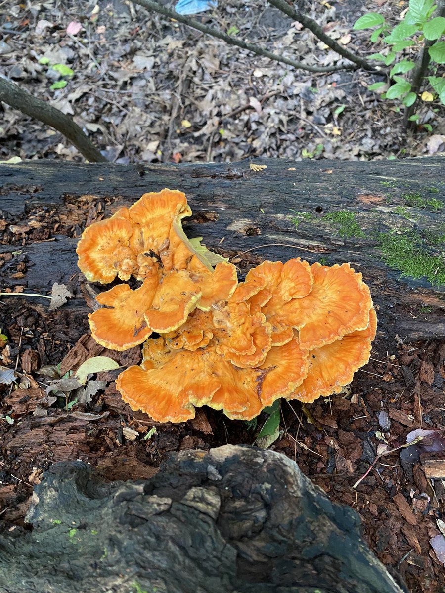 listenandsleep's tweet image. Any of our fans know what kind of #mushrooms these are? We spotted them on our fall walk. What have you spotted on your recent walks? #theinsomniaproject #sleepcast #mushroomHunting