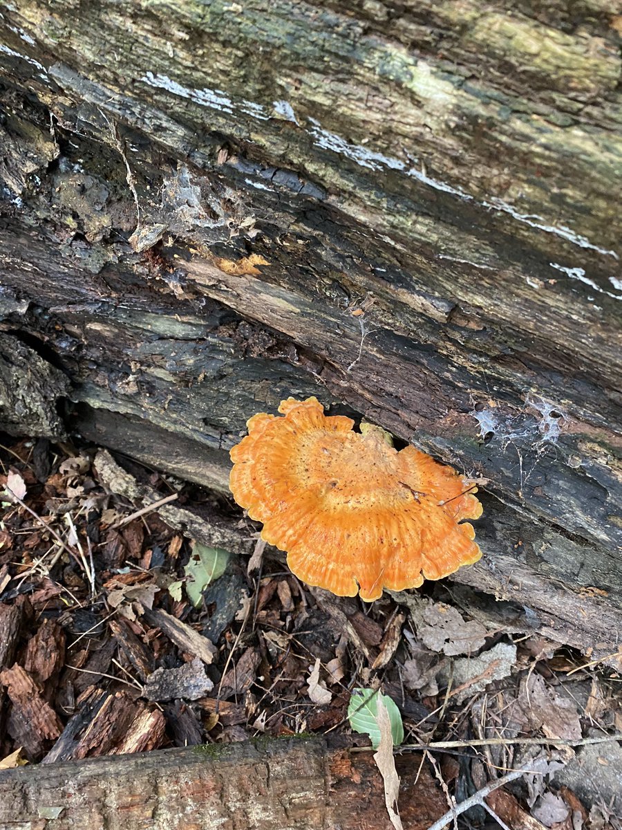 listenandsleep's tweet image. Any of our fans know what kind of #mushrooms these are? We spotted them on our fall walk. What have you spotted on your recent walks? #theinsomniaproject #sleepcast #mushroomHunting
