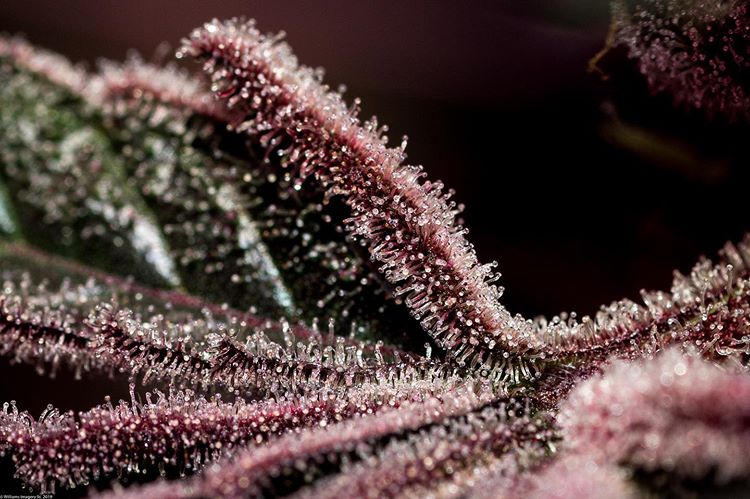 420problem's tweet photo. #BudPorn https://t.co/DrqPRE5mAl