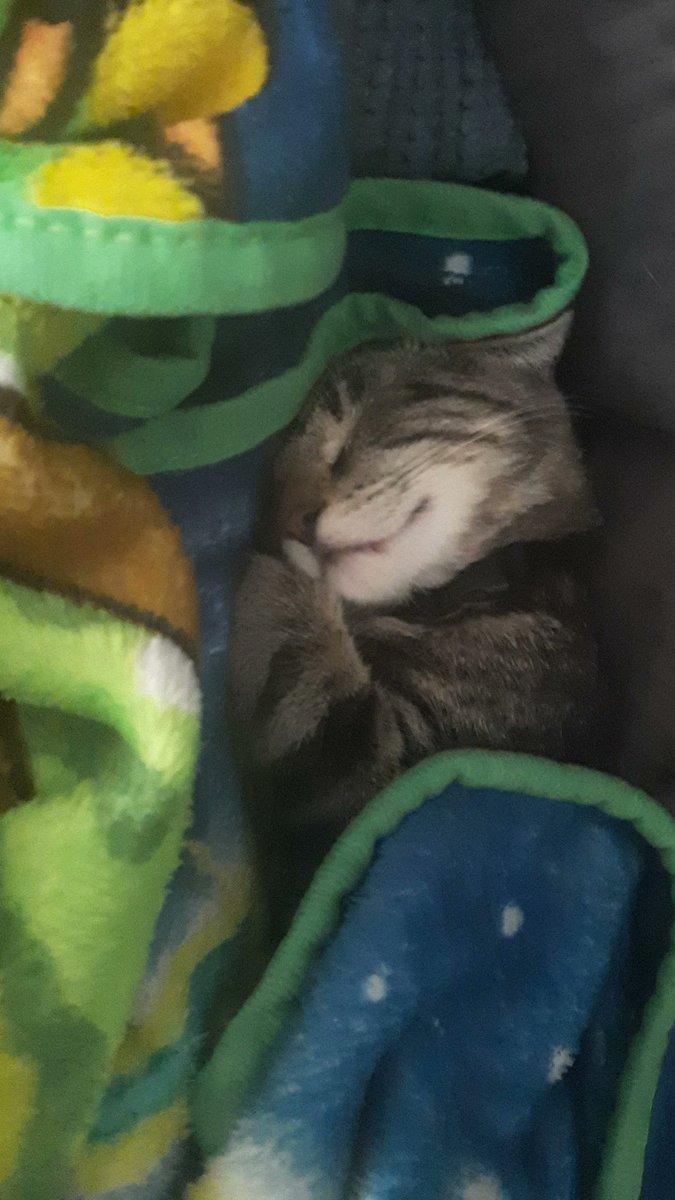 I uhhhh I just a little guy
a little sleepy gut who doesn't know much
a little kitty guy who doesn't know much