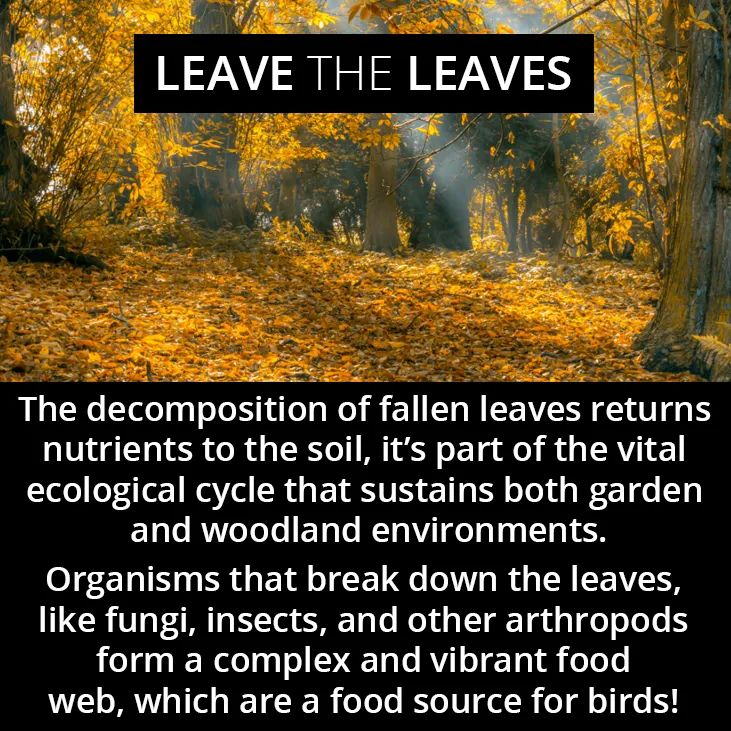 GreyXyla's tweet photo. Leaves are necessary for the web of life 🍂🍃🍁🍂 #Permaculture #Ecology #RegenerativeDesign #Nature #EcologicalSystems #WebOfLife 🍂 https://t.co/Lj8kZGYOhR
