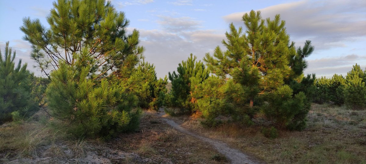 OrtigueiraTuris's tweet photo. Comezamos o #outono paseando e que mellor lugar para facelo que o #piñeiral de #Morouzos
#Ortigueira #Ferrolterra #ACoruña #Galicia #turismodegalicia #España #turismoespaña #pasear #senderismo #paseo #walk #walking #Naturaleza #Nature #pineforest #otono https://t.co/zEAAEmj9fP