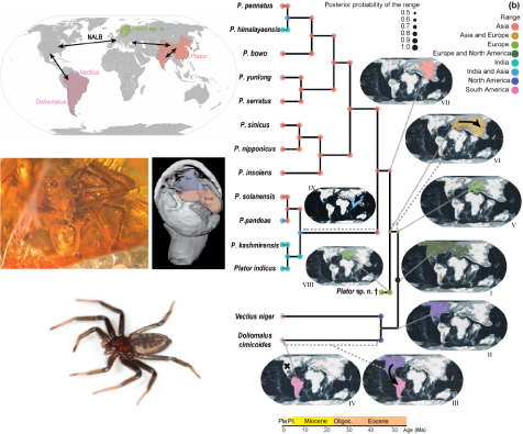 GuilhermeDoug1's tweet image. In order to know how the species got where they are, we need to know where their extinct relatives were! This new fossil spider reveals that a usually overlooked biogeographical hypothesis may be quite likely!
#AmazingArachnids #Fossil
🕷️🧵
@JBiogeography
onlinelibrary.wiley.com/share/author/U…
