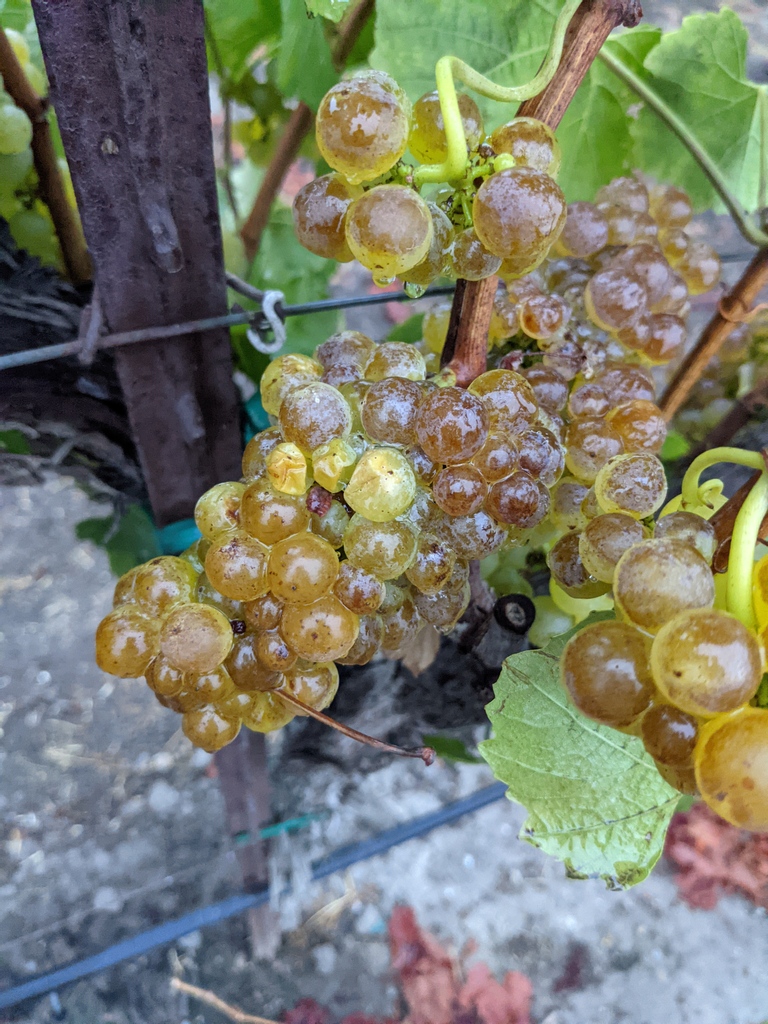 drinkammunition's tweet photo. We have the best neighborhood. Proud to be growing and producing in the Russian River Valley. #ammunitionwines @russianrivervalley https://t.co/HGDaLbalI1
