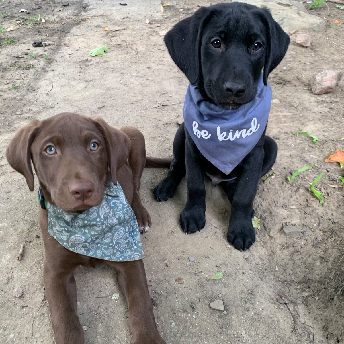 Lizzandco_'s tweet photo. The newest members of our pack-McCall and Stiles Stilinski #teenwolf https://t.co/EqbgM0fP9H