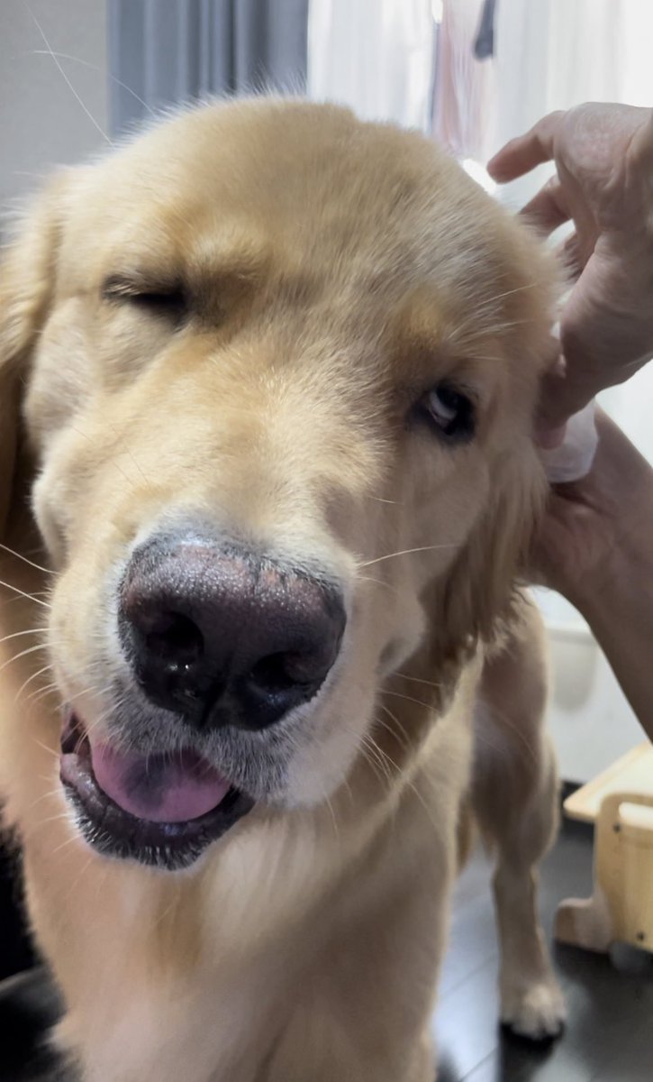 セナ 困り顔のゴールデンレトリバー 耳掃除 セナ あ もうちょい上 あ そこそこ あぁ 気持ちえぇ
