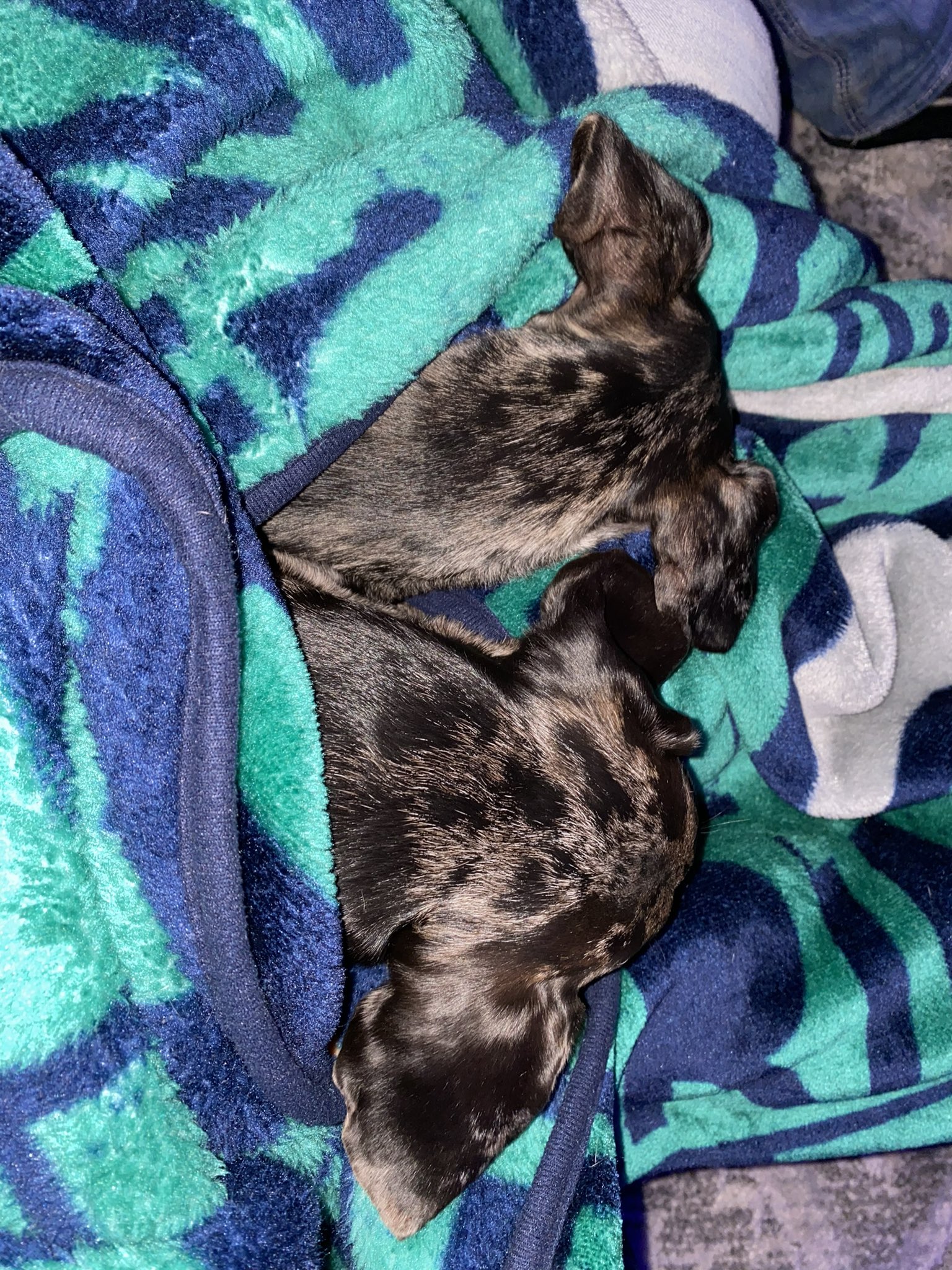 🦋CARLIE JO🦋 on Twitter: "Which one is coco? Lol…