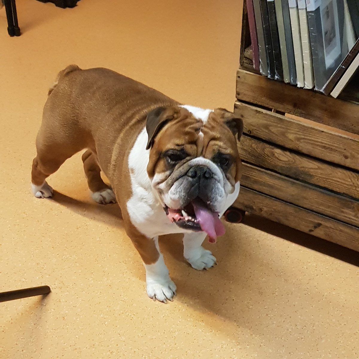 Holger_rules tweet media