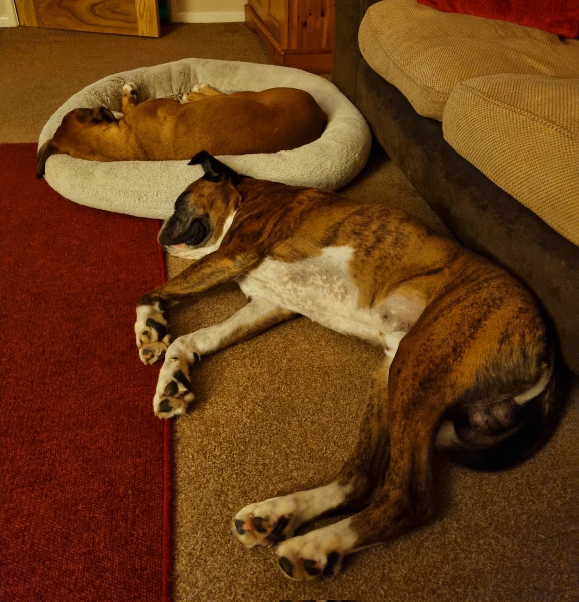 AtterwillR's tweet photo. A picture of contentment โค
#stanleyandlily
#boxerdoglife https://t.co/DAsIPhvzpB