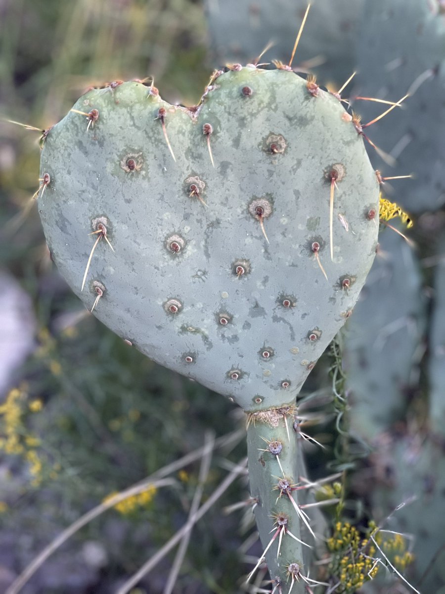 Oh_My_91's tweet photo. Amazing what you will discover at Big Bend National Park! #bigbendnatioalpark @bigbendnatioanlpark #over50 #texas #naturebeauty https://t.co/EpJo6VrD36