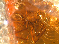 GuilhermeDoug1's tweet photo. @JBiogeography In this paper, myself, @jujusopar, @tcbougie, @pmickalik76, Jörg Wunderlich and Martín Ramírez show how a closer look at a new fossil improved our knowledge about the biogeographical history of the trochanteriid spiders. https://t.co/nzL4wFCgGr