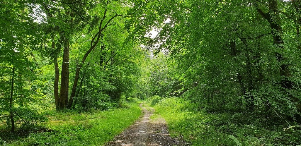 coilltenews's tweet photo. Did you know?
Ireland is one of the best places in the world to grow trees due to its temperate climate and fertile soils. Softwoods or conifers typically grow twice as fast here as in Europe.
#Coillte4Forestry
https://t.co/czF07GbgP8 https://t.co/n3eHDntxH7