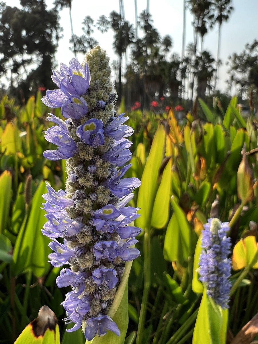 nellitaroca's tweet photo. first weekend with the #iPhone13ProMax
 #nofilterneeded @Apple https://t.co/e3Jr2k0PS4