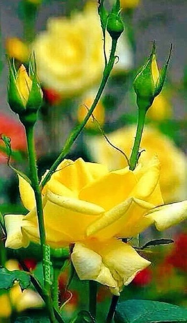 AlteaFerrari's tweet photo. Buon inizio settimana💖
Happy new week😘 https://t.co/C6VIy2TViI