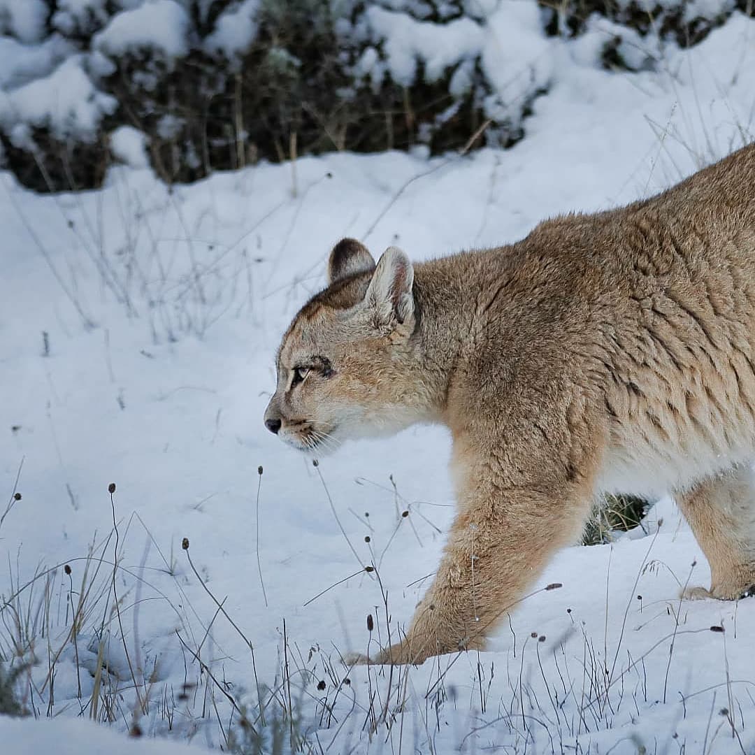 FelinosChile's tweet photo. 😺Les deseamos un excelente día gatuno con nuestro querido Puma 
Créditos 📸:fotosafaritorresdelpaine
#Puma #pumaconcolor #FelinosSilvestresDeChile #torresdelpainechile #wildcats #felinos #cat #fundacioncoordinaciondefelinossilvestres #FelinosSilvestres #Chile https://t.co/tkFuTnGQBi