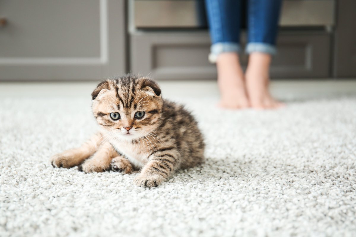 Protect_MyPet's tweet photo. If you have a new kitten, you may have many questions about how to take care of these bundles of fluff.😻

Read our veterinary team’s top tips on taking care of a kitten...

https://t.co/NRwnuM0tGy

#PROTECTMYPET #catlover #petslover #petsarefamily #kittens #kitten https://t.co/9vCaWWKZEJ