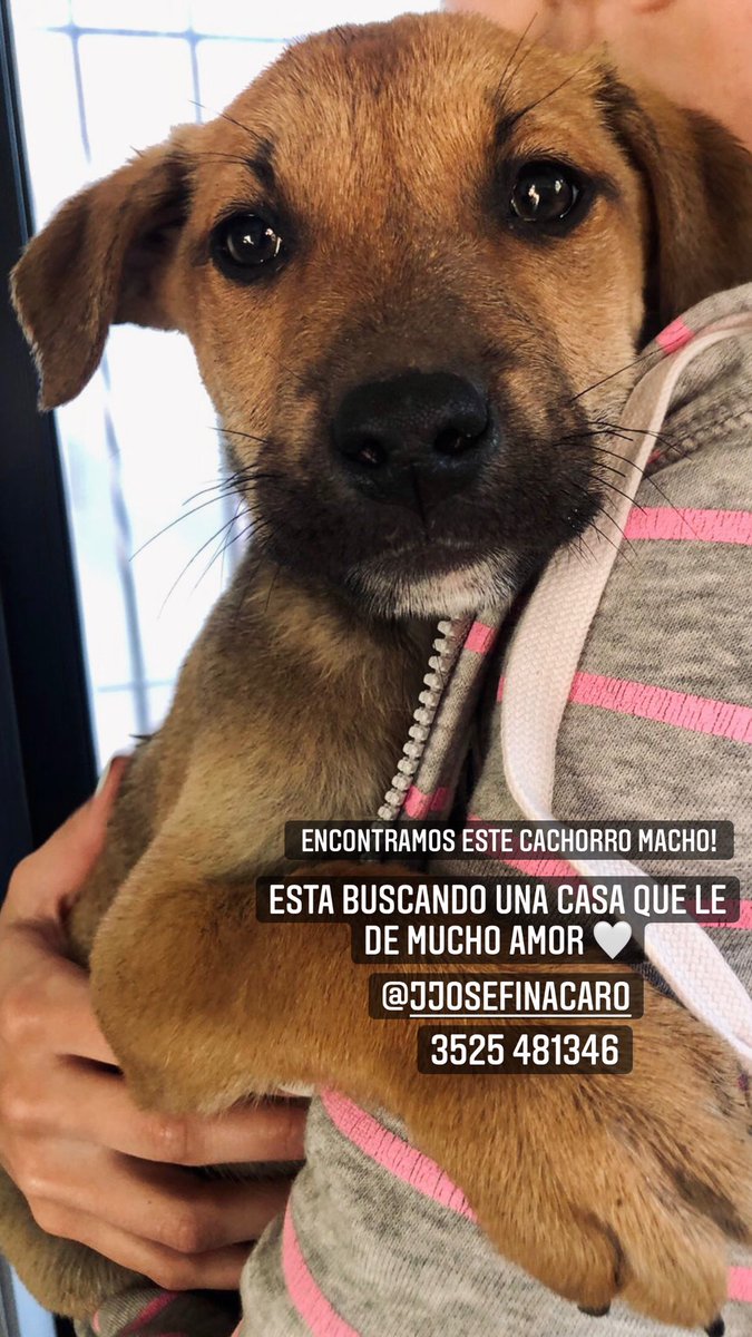 Aguscaro_14's tweet image. Este cachorrito está buscando 🏠