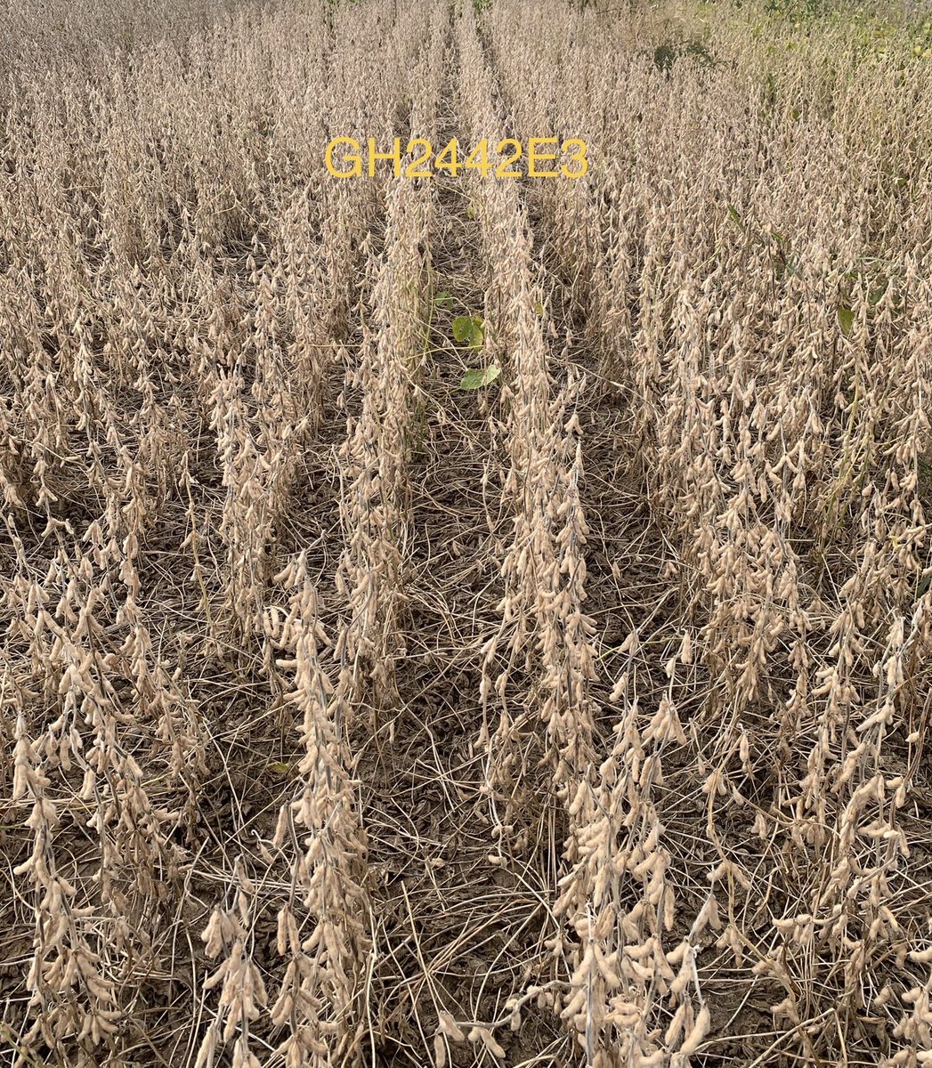 RupeAndrew's tweet image. First ⁦⁦@GldnHarvest⁩ soybean plot taken out in Wisconsin and looks at those #goldseries soybeans! I know ⁦⁦@skporter⁩ is excited to see this! Big thanks to Evenson Farms near Cambridge, one of our best seed advisors in the state