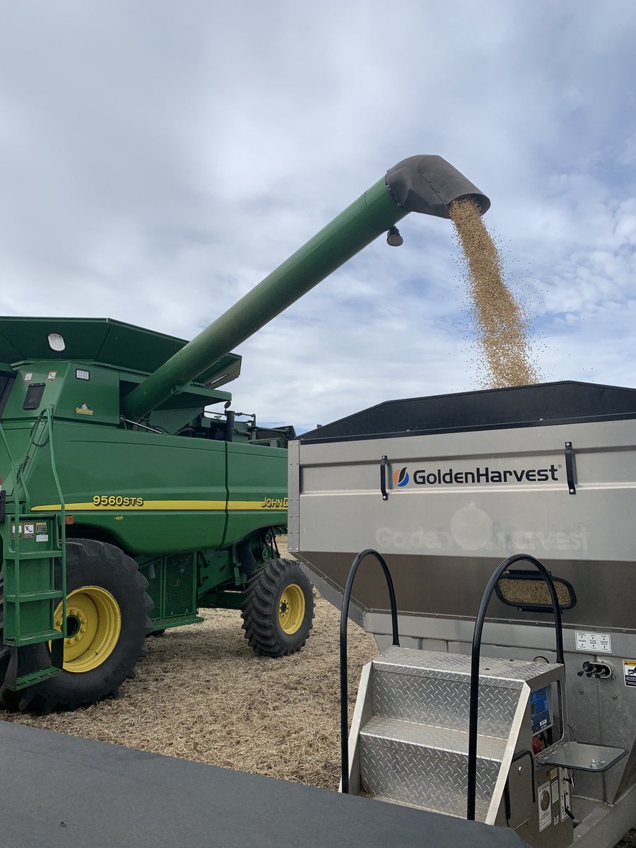 RupeAndrew's tweet image. First ⁦⁦@GldnHarvest⁩ soybean plot taken out in Wisconsin and looks at those #goldseries soybeans! I know ⁦⁦@skporter⁩ is excited to see this! Big thanks to Evenson Farms near Cambridge, one of our best seed advisors in the state
