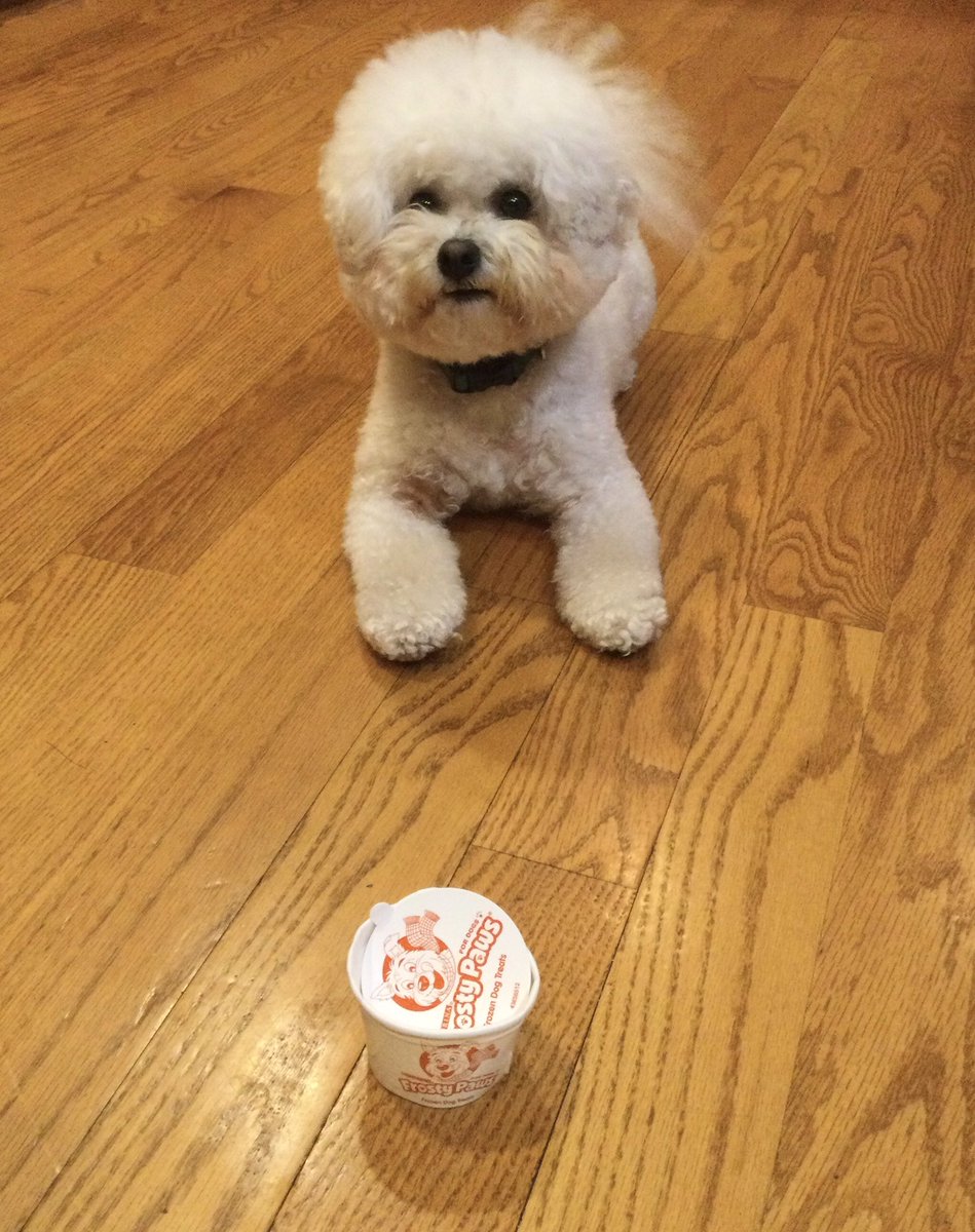 WBichon's tweet photo. It’s Razzle’s 5th birthday 🥳 we are celebrating with everyone’s favorite treat @frostypaws.
Maximum bonus points if you can find me in the photo where our heads are buried in our bowls 😝 #HappyBirthdayRazzle #WheresWinky https://t.co/dvgJpXWzu6