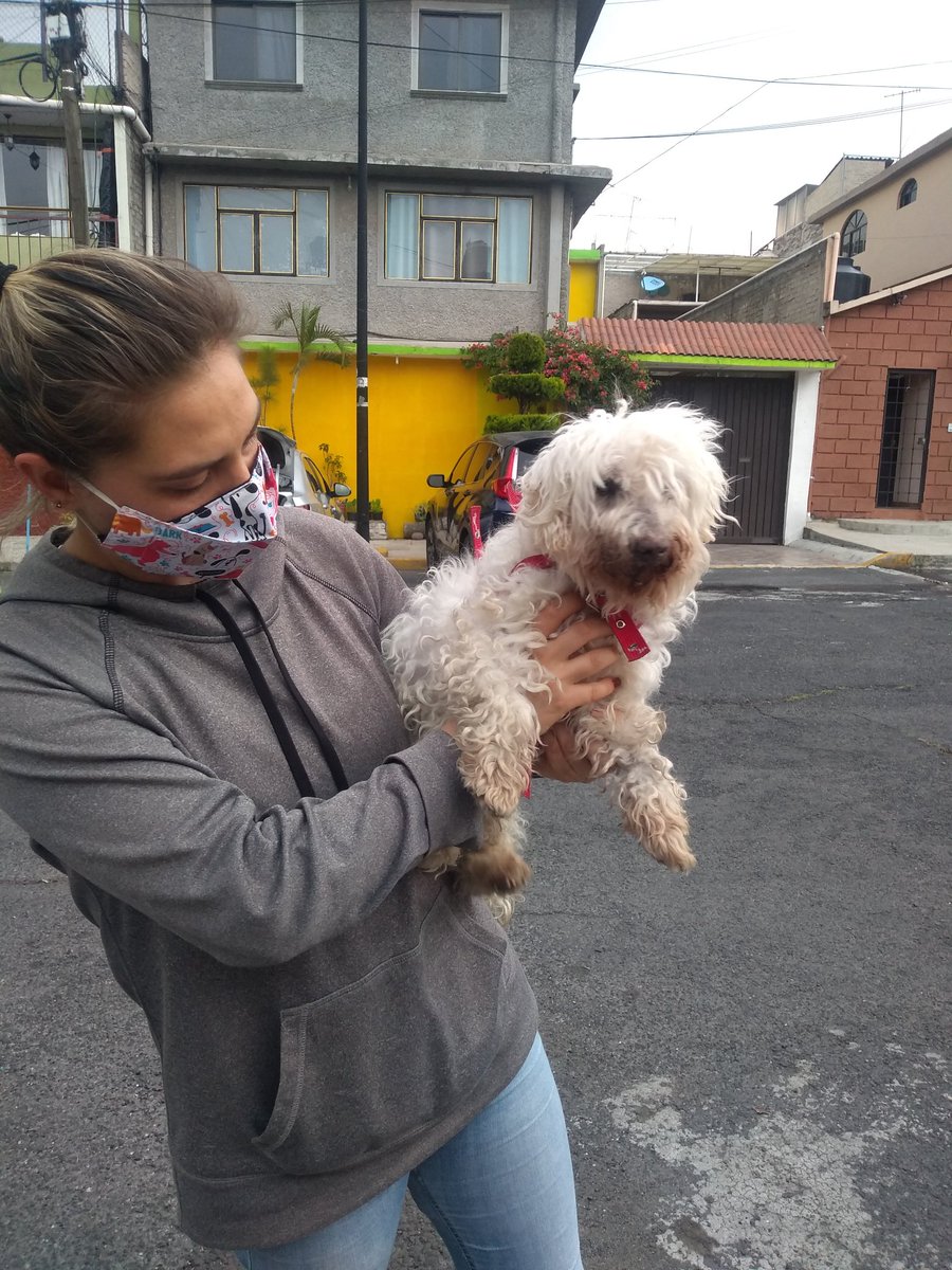 RelaxFg's tweet photo. @IslasNuevas  Hoy domingo 26 de septiembre 2021, se encontró este perrito en la calle San Benjamín, en el pedregal de Sta. Úrsula Coapa. Si lo reconoces, comunícate al 5511304209 https://t.co/6qxK8gRKLh