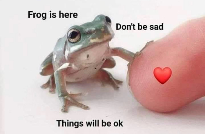 WholesomeMeme's tweet image. 