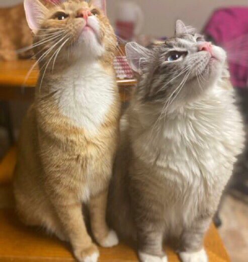 hyunjin as cats🍀 | ia📚 (@kittenhyunie) on Twitter photo 