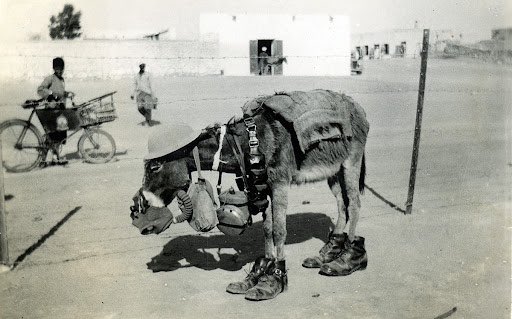 Briar Rabbit tweet media