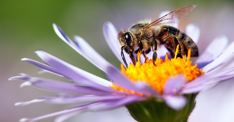 Food_EU's tweet photo. The protection of bees &amp; other pollinators is crucial when deciding on the approval of pesticides

Commissioner @SKyriakidesEU will explain today at the #EUPollinatorWeek event how we will further increase the protection of bees in the EU 

#EUPollinators #EUFarm2Fork