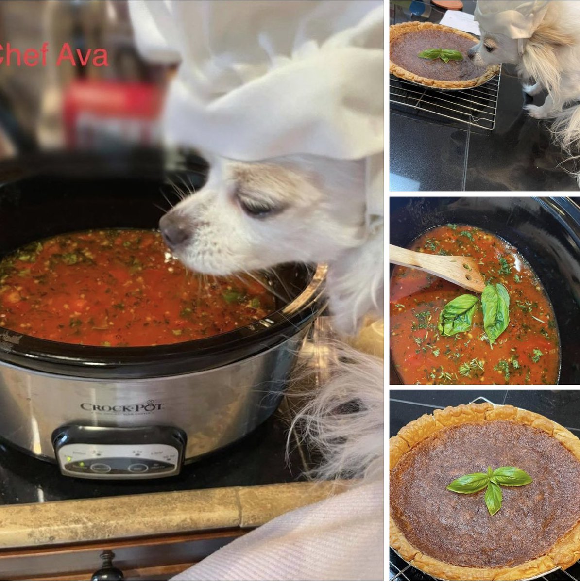 PrincessAvaBiso's tweet photo. I am soooooo excited to see my Daddy (Koshi too!) it’s been 3 weeks! I’m helping Mommy make a yummy “welcome home” dinner & dessert!
#PrincessAvaBisou #puppymillsurvivor #PrisonertoPrincess #chefava #welcomehome #dogsofinstagram #dogsoftwitter https://t.co/CYVxLPqkNQ