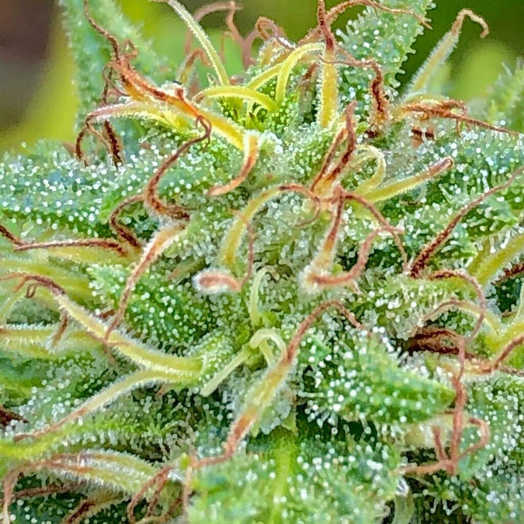 OfAStoner's tweet photo. Some beautiful up close shots of the flowering strains outdoors! I personally love the pink pistils in the second pic! 

How close to harvest do these look to you?
#homegrown #grown #oiud #w33d https://t.co/N20HfdLPxp https://t.co/YpvcYDGK0w