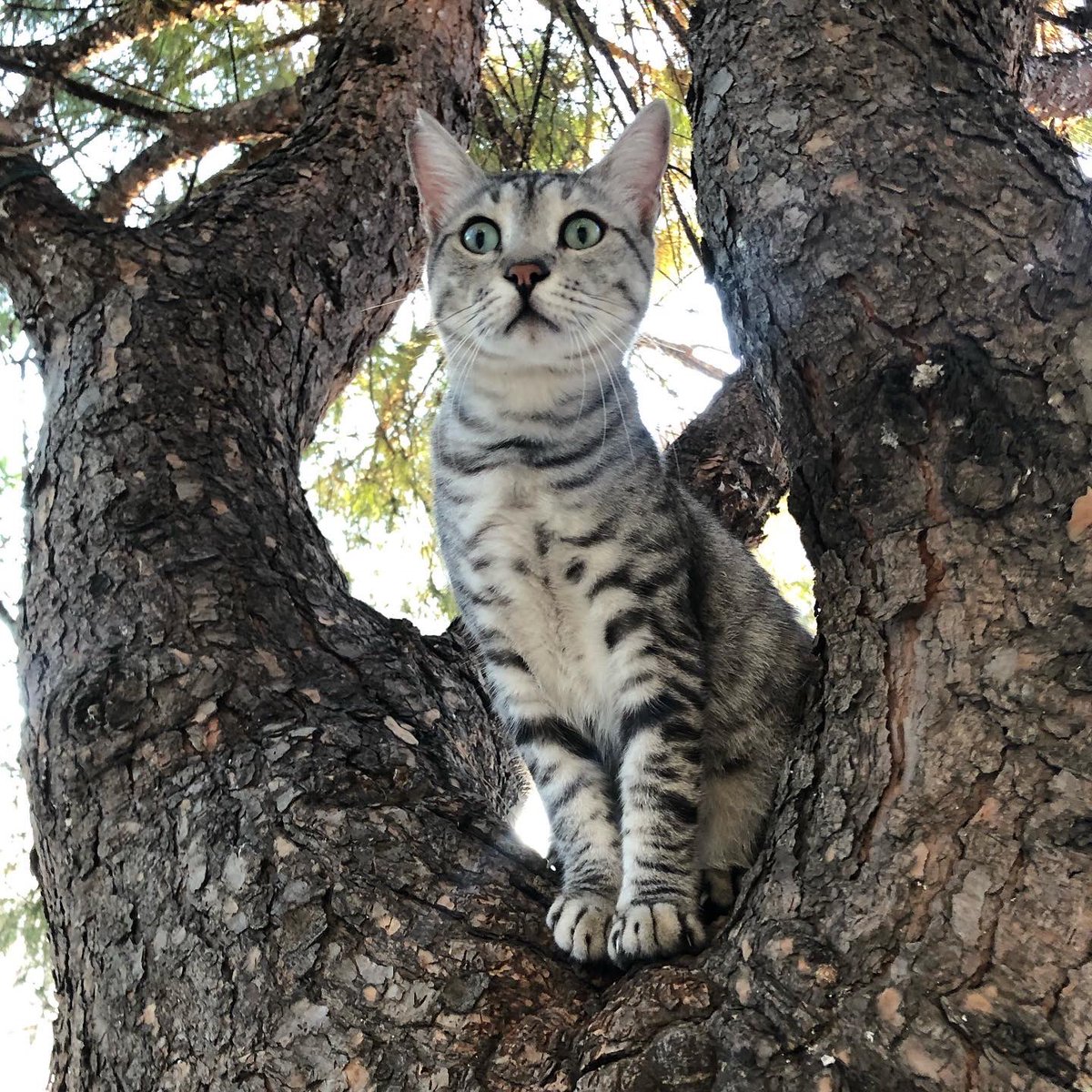 kardelen_cat's tweet photo. #petsdaily #pets #petsworld #petsforlife https://t.co/NE9yxIyXsH