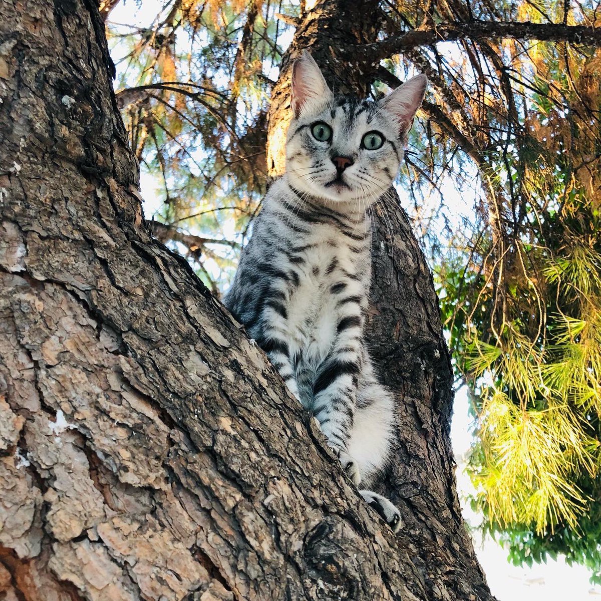 kardelen_cat's tweet photo. #petsdaily #pets #petsworld #petsforlife https://t.co/NE9yxIyXsH