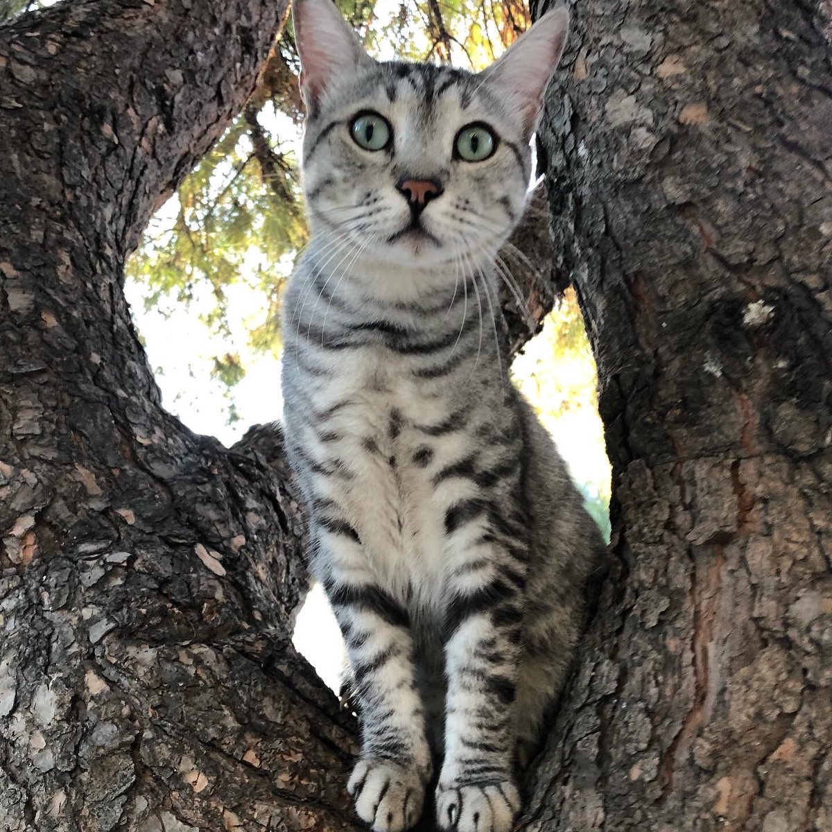 kardelen_cat's tweet photo. #petsdaily #pets #petsworld #petsforlife https://t.co/NE9yxIyXsH