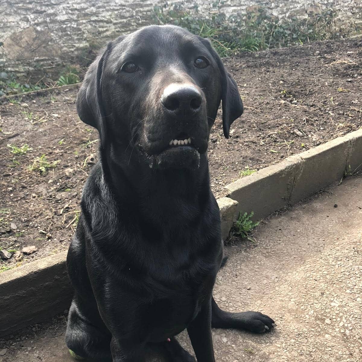 SysBiologist's tweet image. Its a dogs life.  Hes contemplating black hole theory and Penrose Tiling