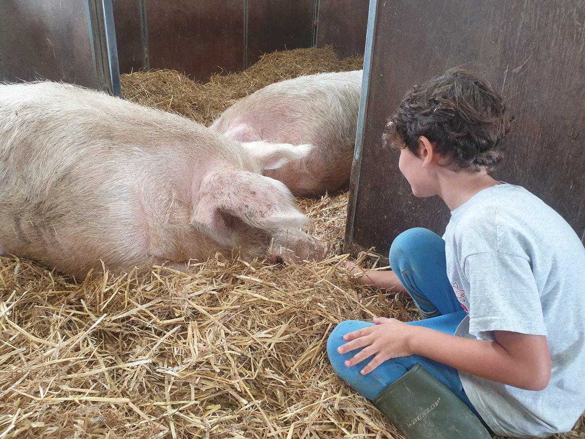 BTWsanctuary's tweet photo. Boar Barn Muck out today!
With Nikki, Hamish &amp; Colin💖

These big &amp; beautiful boars are so calm &amp; friendly.

They've been treated appallingly by humans in the past but still they choose to accept us.

Please join our #pigoneer club so we can keep them safe
https://t.co/Ek2fRYI1eT https://t.co/GBzTnfO1N1