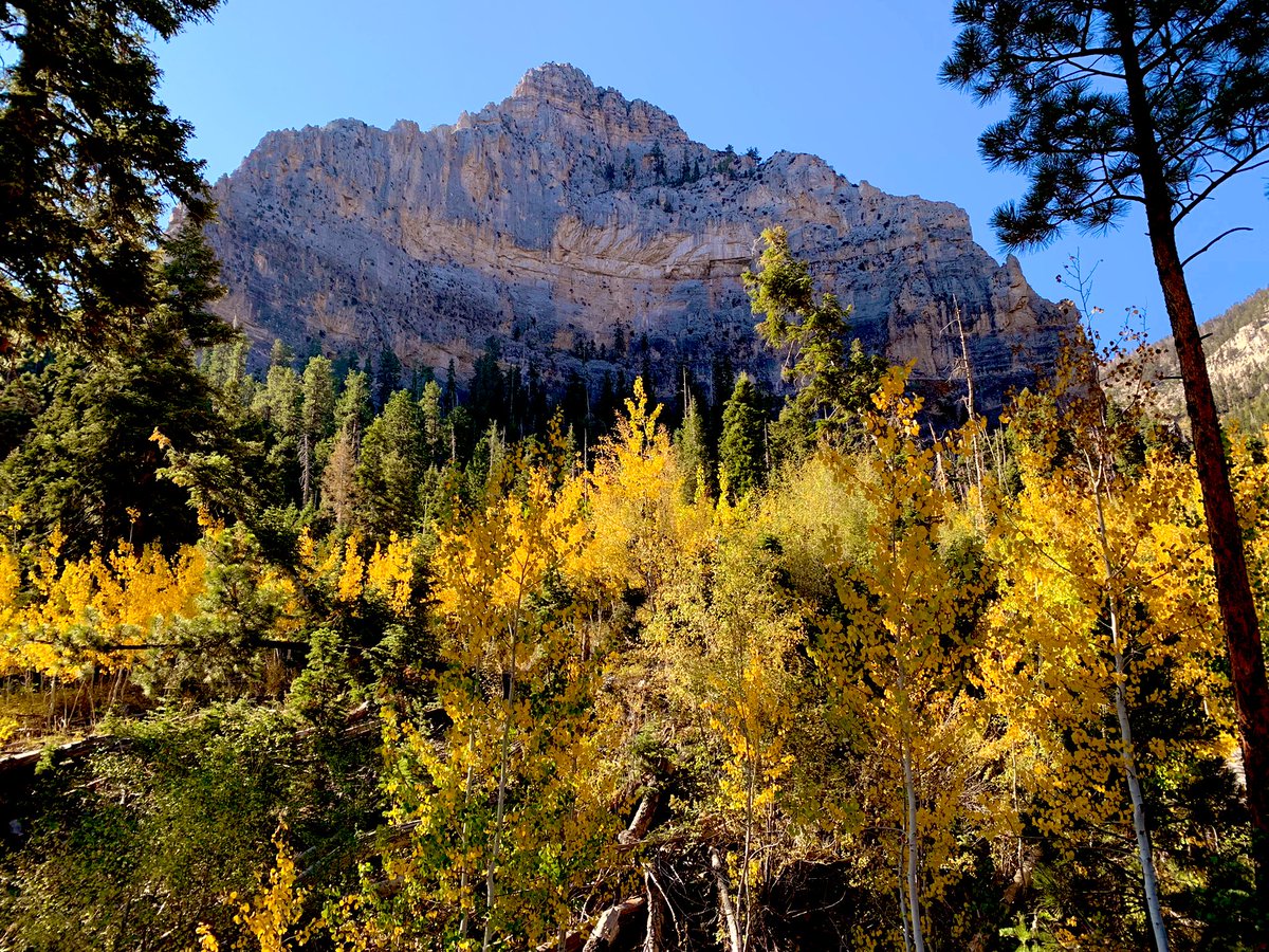 Our gorgeous local mountain is putting on quite the colorful fall foliage show here in #Vegas This is my favorite Vegas show!🍁💛🧡🍁🧡💛🍁 #ThisIsVegas #VegasBaby #hikingadventures  #hiking #fallfoliage