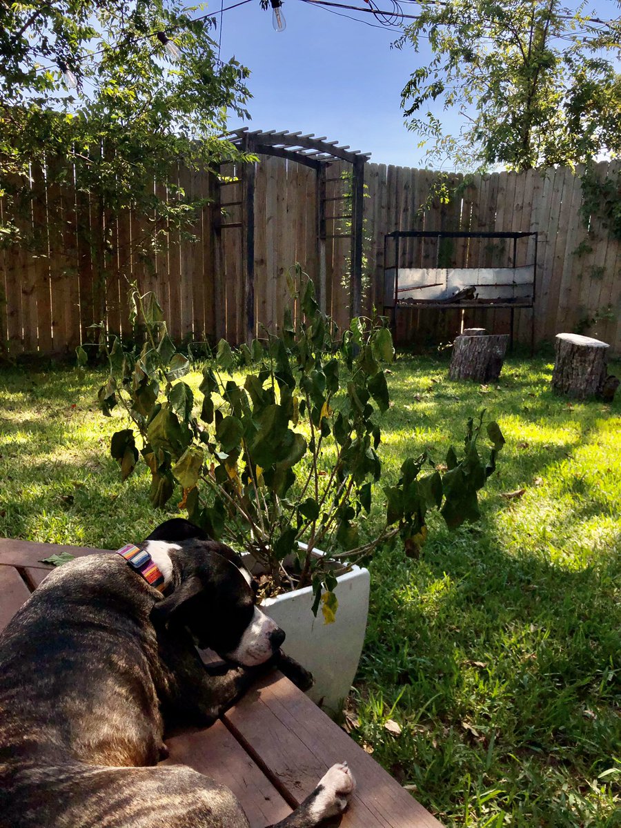 Kelsey Corrigan MD MPH tweet media