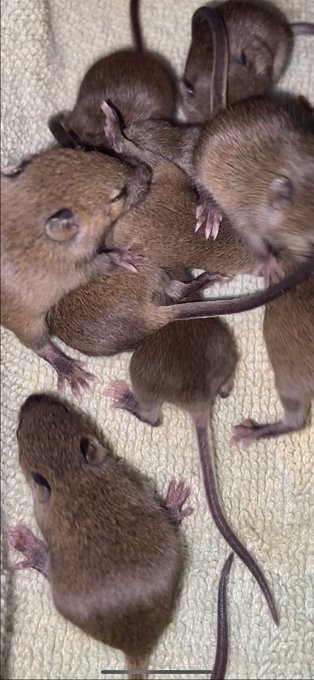 Watch 𝐹𝑒𝓂𝒹𝑜𝓂𝑜𝓂𝓂𝓎's leaked NSFW photo on TwXstars