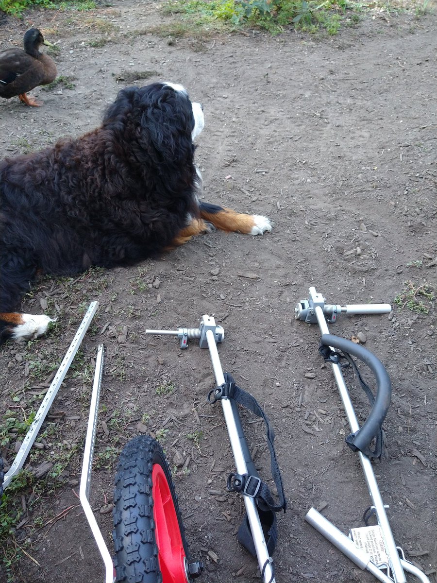 imalotsoflifer's tweet photo. @ClydeHusky Putting together Suzie's wheelchair 💕🐾 https://t.co/kWtC0jBtpw