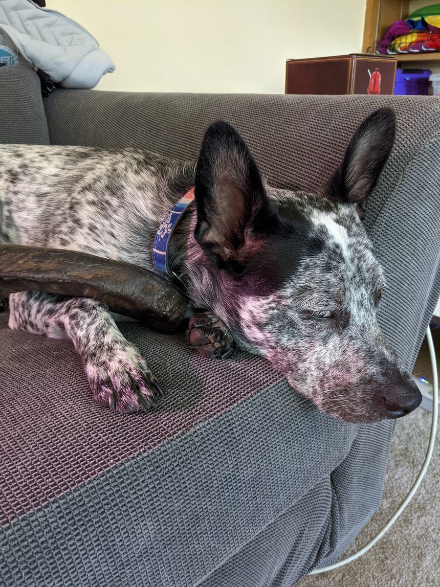 BentonFraser7's tweet photo. Falling asleep with my new chewy. #dogsoftwitter #Naptime #sleepy https://t.co/Huh9A2OUx3