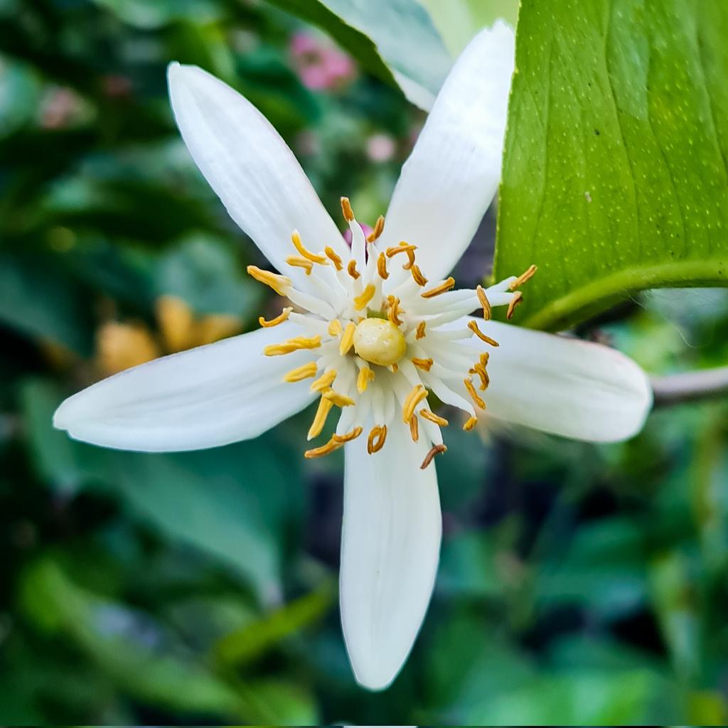 Gabrielluislio's tweet photo. Azahar de primavera
🍋 https://t.co/Rr5YONGj3H